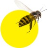 Abeille.ai